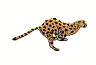 Chase your ambition like this cheetah